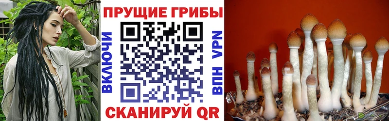 Псилоцибиновые грибы Magic Shrooms  где купить наркоту  Ковдор 
